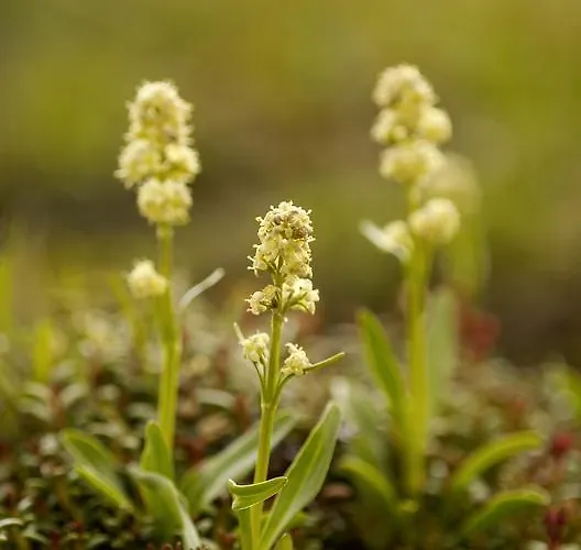 Garni Haus Sonnblick Gasthuis 3*